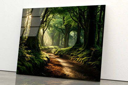 Morning in the Woods Acrylic Glass Print Tempered Glass Wall Art 100% Made in Australia Ready to Hang