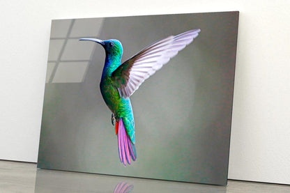 Green-Breasted Mango Female  Acrylic Glass Print Tempered Glass Wall Art 100% Made in Australia Ready to Hang