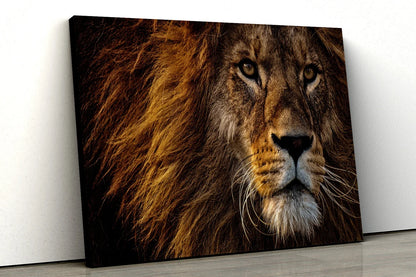 Large African Lion color Abstract UV Direct Aluminum Print Australian Made Quality