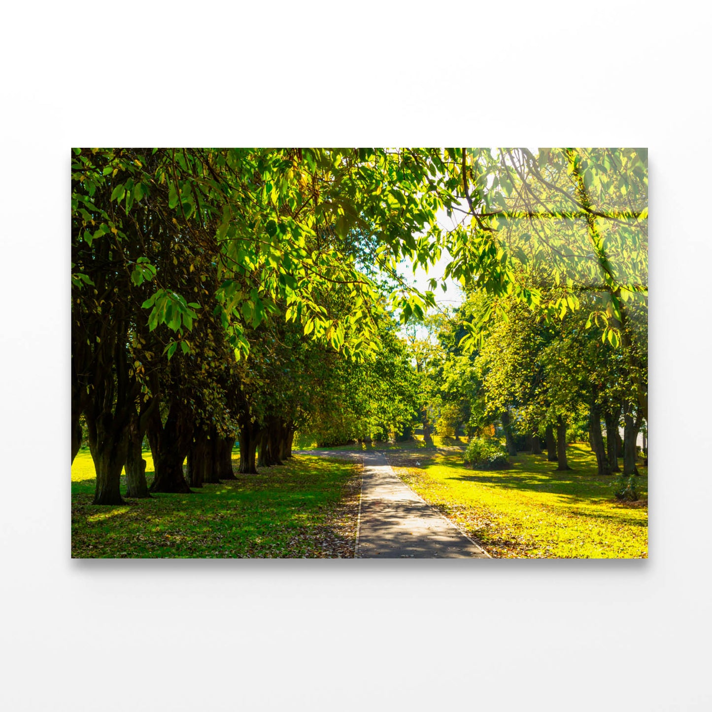 A Line of Trees Acrylic Glass Print Tempered Glass Wall Art 100% Made in Australia Ready to Hang