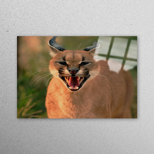 Wild Caracal Acrylic Glass Print Tempered Glass Wall Art 100% Made in Australia Ready to Hang