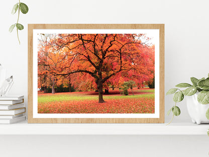 Autumn Tree In The Park Glass Framed Wall Art, Ready to Hang Quality Print With White Border Oak