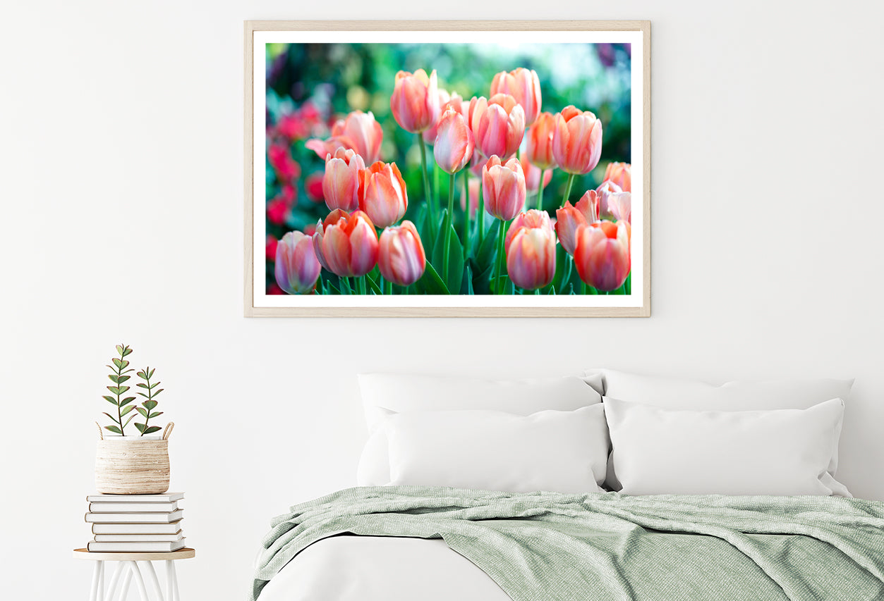 A Group of Pink Lady Tulip Flowers Blooming Home Decor Premium Quality Poster Print Choose Your Sizes