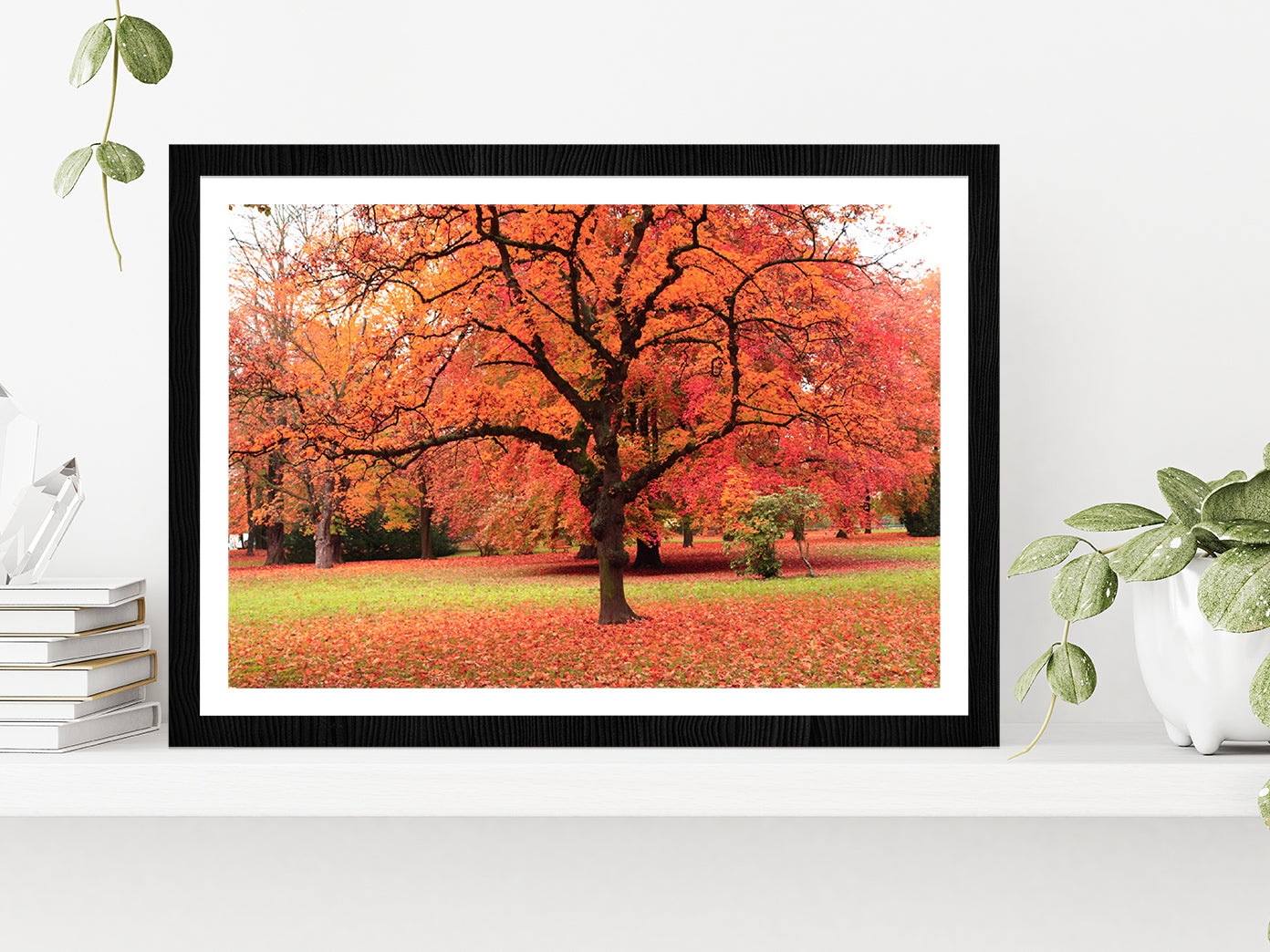 Autumn Tree In The Park Glass Framed Wall Art, Ready to Hang Quality Print With White Border Black