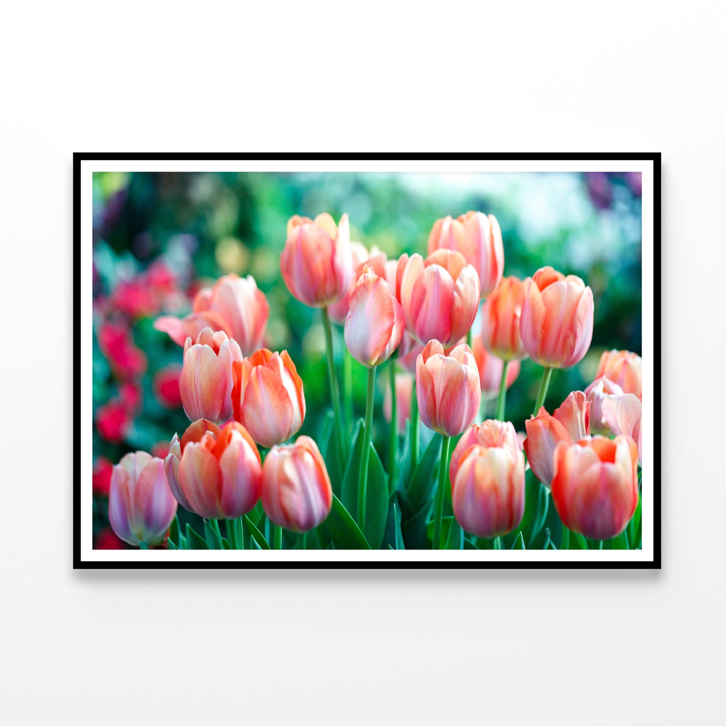 A Group of Pink Lady Tulip Flowers Blooming Home Decor Premium Quality Poster Print Choose Your Sizes