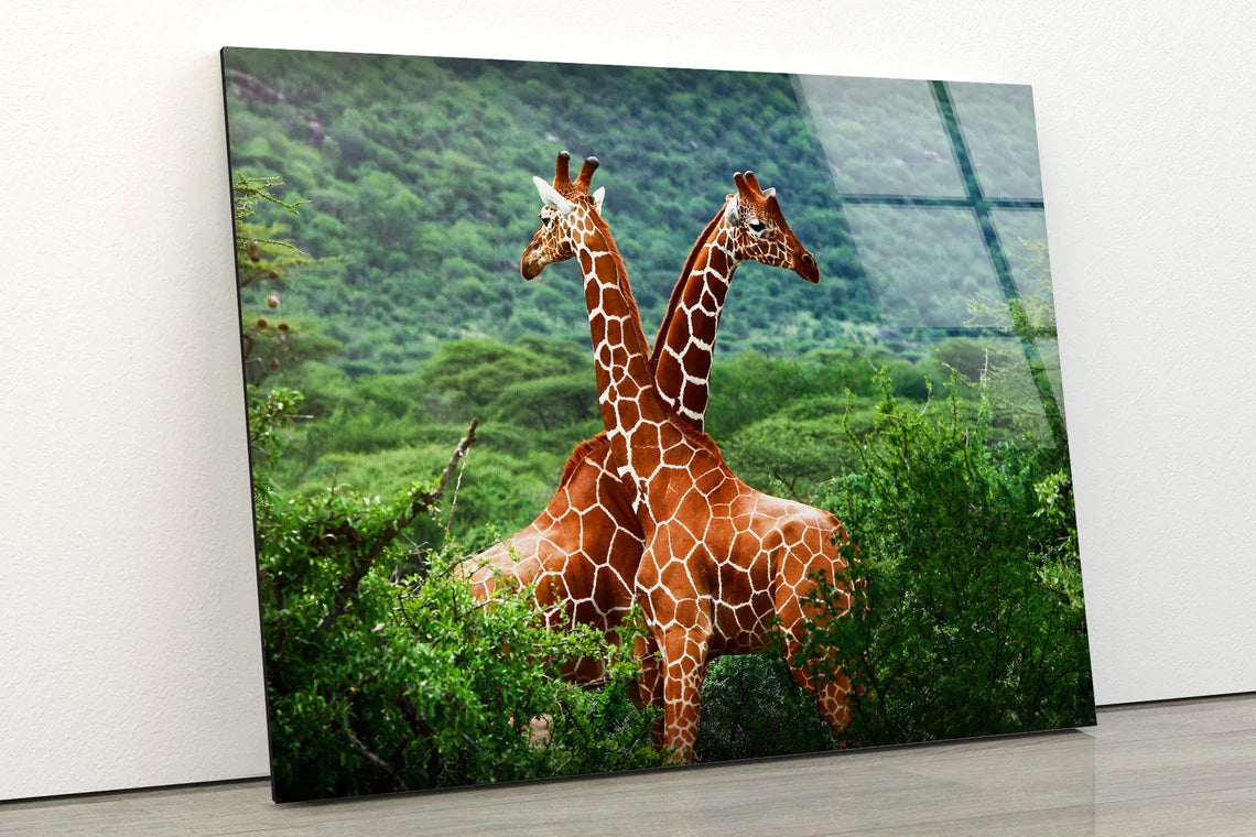 Giraffes in Forest UV Direct Aluminum Print Australian Made Quality