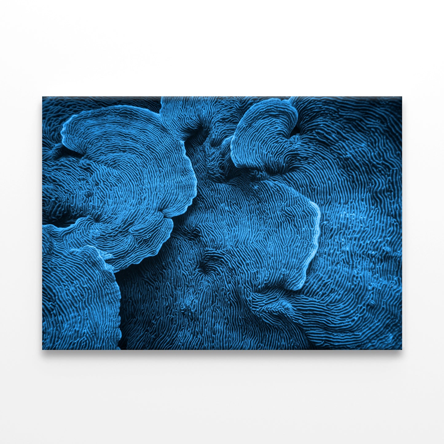 Elephant Skin Coral Texture Abstract Wall Art Decor 100% Australian Made - Bella Home Decor