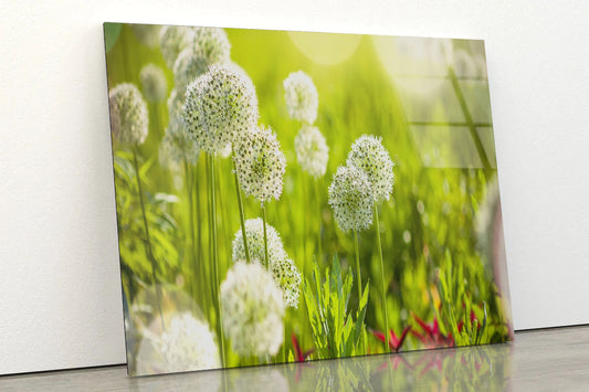 Beautiful White Allium Circular Acrylic Glass Print Tempered Glass Wall Art 100% Made in Australia Ready to Hang