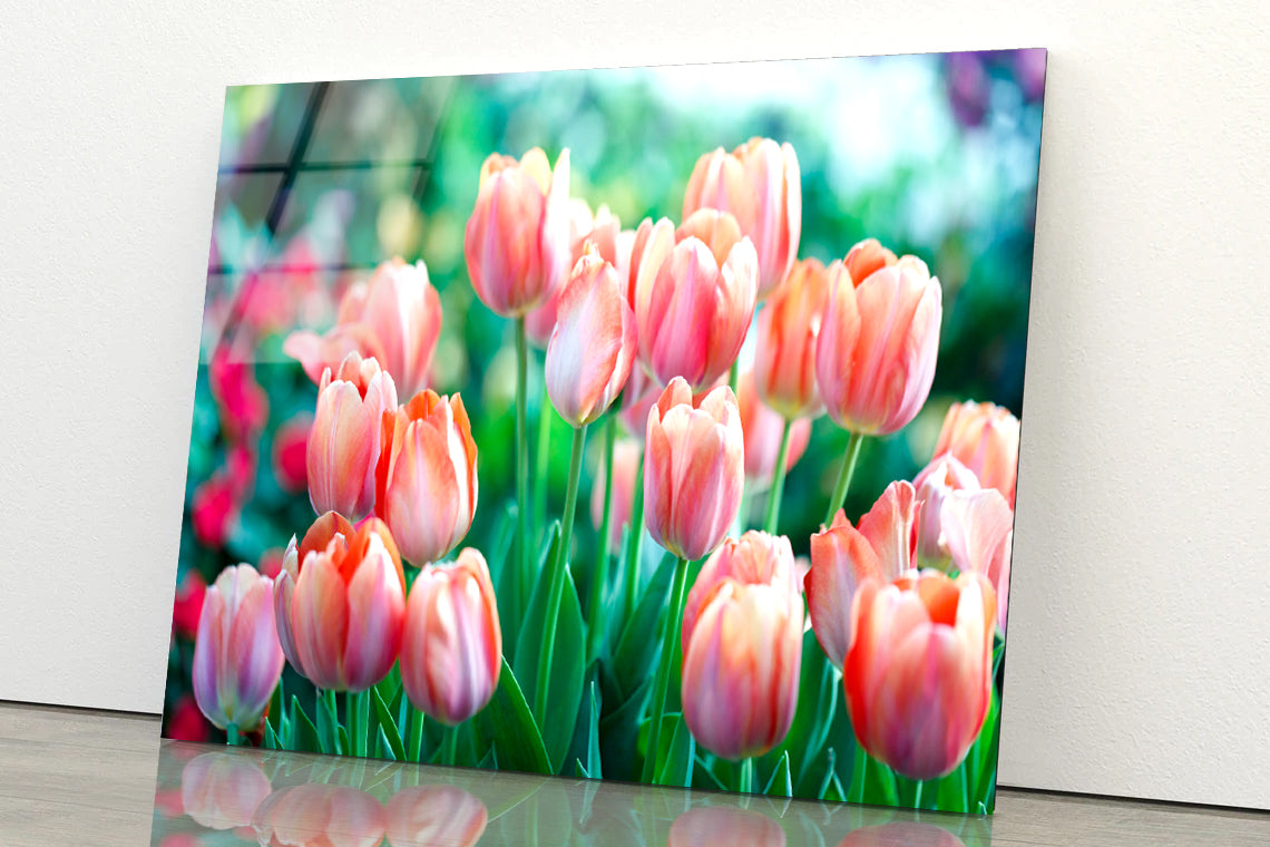 A Group of Pink Lady Tulip Flowers Blooming Acrylic Glass Print Tempered Glass Wall Art 100% Made in Australia Ready to Hang