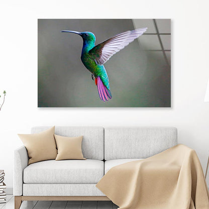 Green-Breasted Mango Female  Acrylic Glass Print Tempered Glass Wall Art 100% Made in Australia Ready to Hang