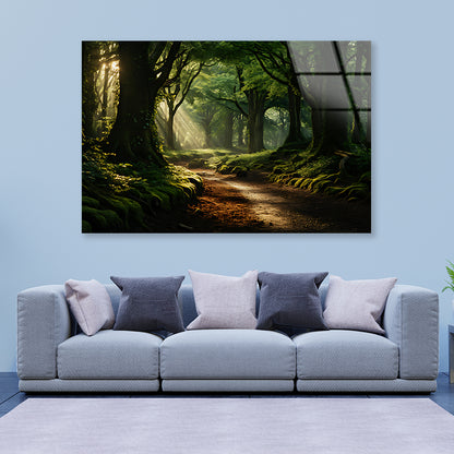 Morning in the Woods Acrylic Glass Print Tempered Glass Wall Art 100% Made in Australia Ready to Hang