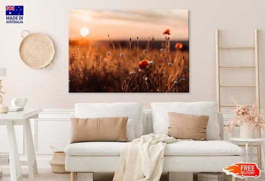 Red Poppy Flower In Field Sunset Print 100% Australian Made