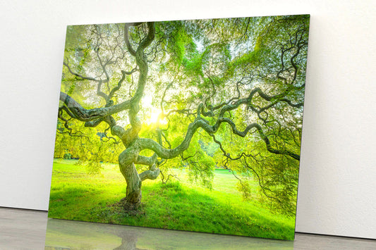Japanese Maple Tree Acrylic Glass Print Tempered Glass Wall Art 100% Made in Australia Ready to Hang