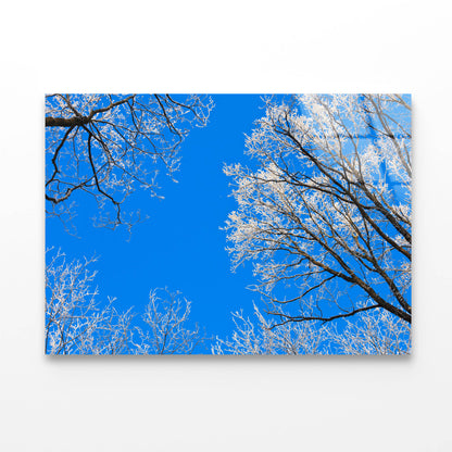 Frost on Tree Branches Acrylic Glass Print Tempered Glass Wall Art 100% Made in Australia Ready to Hang