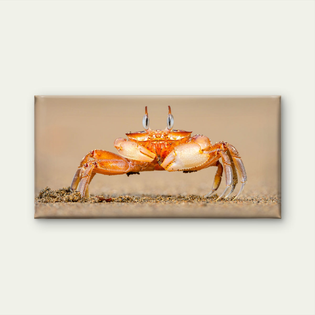 Horned Ghost Crab on a Beach Wall Art Canvas Office Home Room Framed 120x60cm