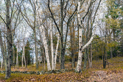 A Forest of Deciduous Trees in autumn Home Decor Premium Quality Poster Print Choose Your Sizes