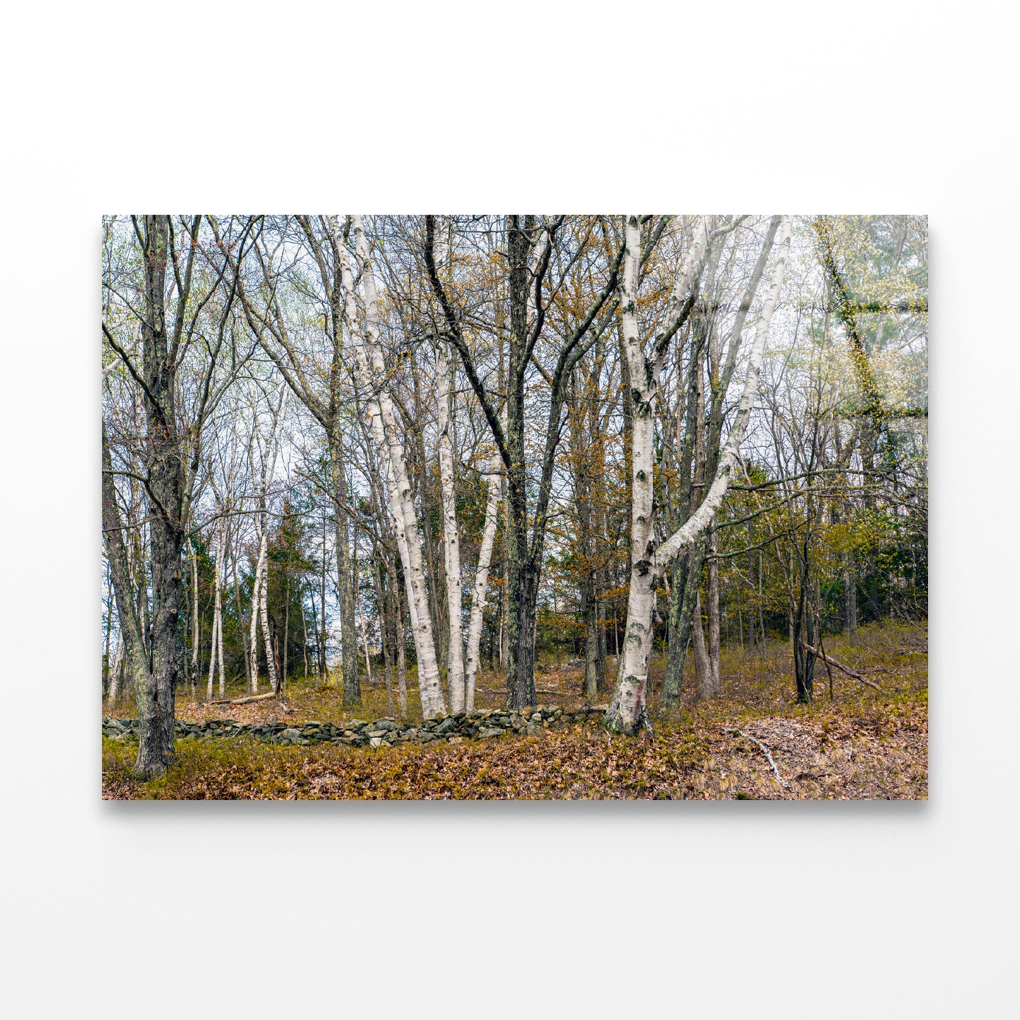 A Forest of Deciduous Trees in autumn Acrylic Glass Print Tempered Glass Wall Art 100% Made in Australia Ready to Hang