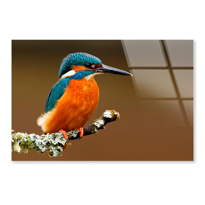 Brightly Colored Kingfisher on A Lichen Cover Branch Isolated on A Natural Brown Background Acrylic Glass Print Tempered Glass Wall Art 100% Made in Australia Ready to Hang