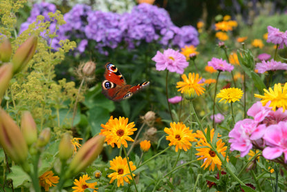 View of a Butterfly Perched On a Flower Home Decor Premium Quality Poster Print Choose Your Sizes