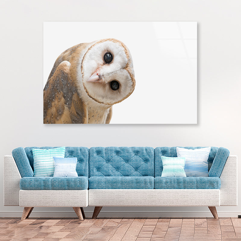 White and Brown Barn Owl Resting Acrylic Glass Print Tempered Glass Wall Art 100% Made in Australia Ready to Hang