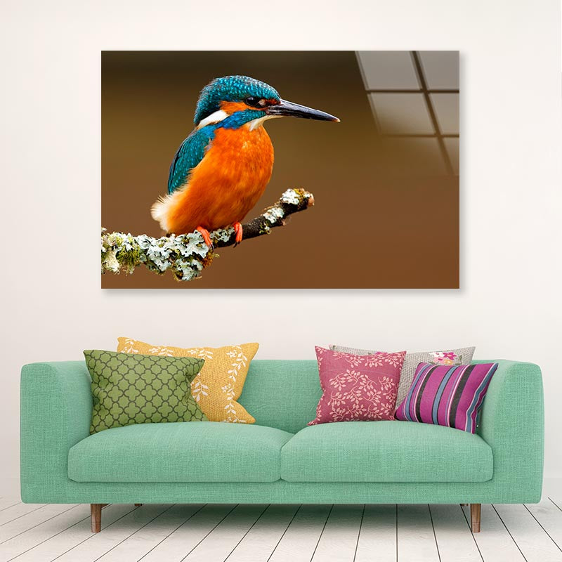 Brightly Colored Kingfisher on A Lichen Cover Branch Isolated on A Natural Brown Background Acrylic Glass Print Tempered Glass Wall Art 100% Made in Australia Ready to Hang