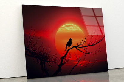 Bird, Sun & Sunset Acrylic Glass Print Tempered Glass Wall Art 100% Made in Australia Ready to Hang