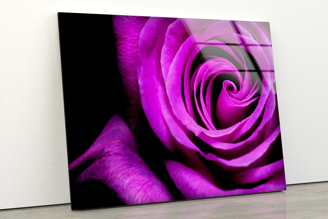 Pink Rose Flower Petals UV Direct Aluminum Print Australian Made Quality