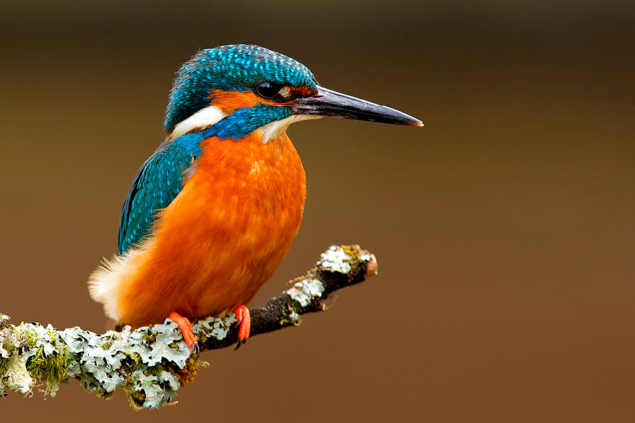 Brightly Colored Kingfisher on A Lichen Cover Branch Isolated on A Natural Brown Background  Wall Art Decor 100% Australian Made