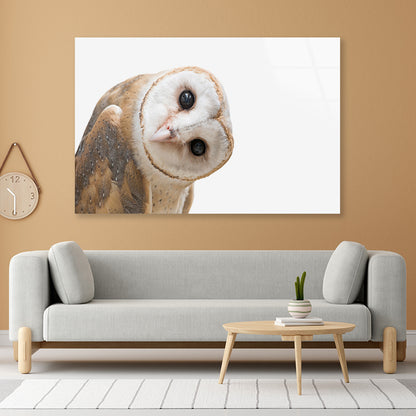 White and Brown Barn Owl Resting Acrylic Glass Print Tempered Glass Wall Art 100% Made in Australia Ready to Hang