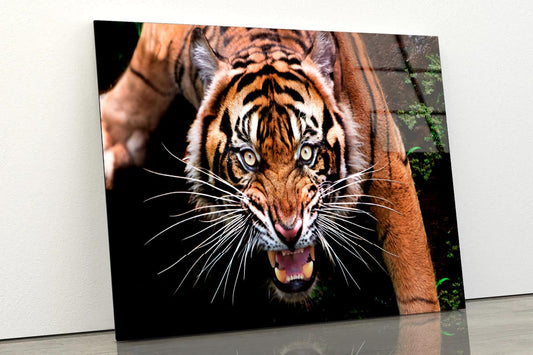 Wild Tiger Face Closeup  Acrylic Glass Print Tempered Glass Wall Art 100% Made in Australia Ready to Hang