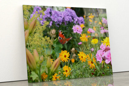 View of a Butterfly Perched On a Flower Acrylic Glass Print Tempered Glass Wall Art 100% Made in Australia Ready to Hang