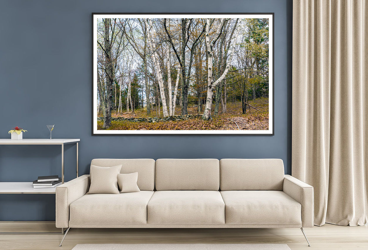 A Forest of Deciduous Trees in autumn Home Decor Premium Quality Poster Print Choose Your Sizes