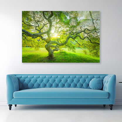 Japanese Maple Tree Acrylic Glass Print Tempered Glass Wall Art 100% Made in Australia Ready to Hang