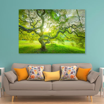 Japanese Maple Tree Acrylic Glass Print Tempered Glass Wall Art 100% Made in Australia Ready to Hang