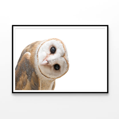 White and Brown Barn Owl Resting Home Decor Premium Quality Poster Print Choose Your Sizes