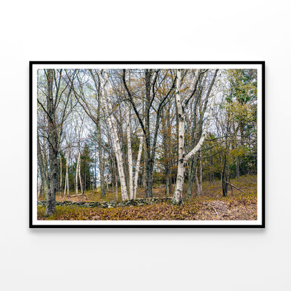 A Forest of Deciduous Trees in autumn Home Decor Premium Quality Poster Print Choose Your Sizes