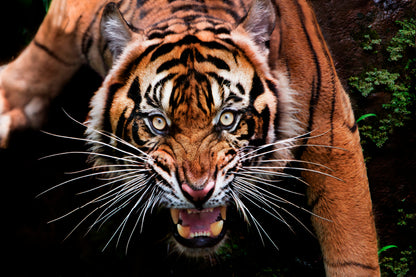 Wild Tiger Face Closeup Home Decor Premium Quality Poster Print Choose Your Sizes