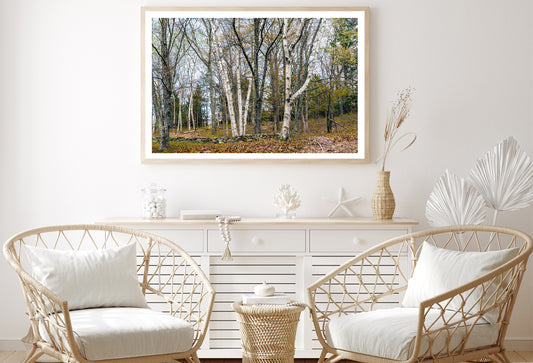 A Forest of Deciduous Trees in autumn Home Decor Premium Quality Poster Print Choose Your Sizes