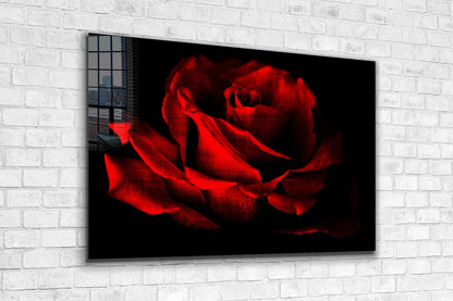 Red Rose Closeup Dark UV Direct Aluminum Print Australian Made Quality