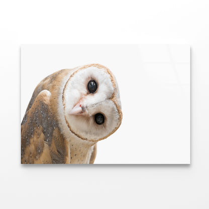 White and Brown Barn Owl Resting Acrylic Glass Print Tempered Glass Wall Art 100% Made in Australia Ready to Hang