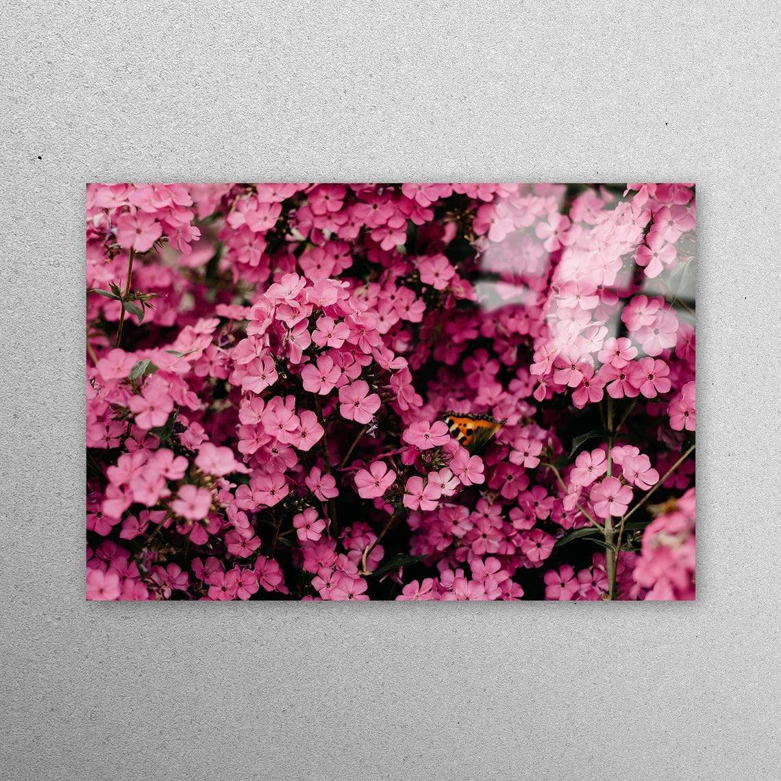 Pink Flower Lover Acrylic Glass Print Tempered Glass Wall Art 100% Made in Australia Ready to Hang