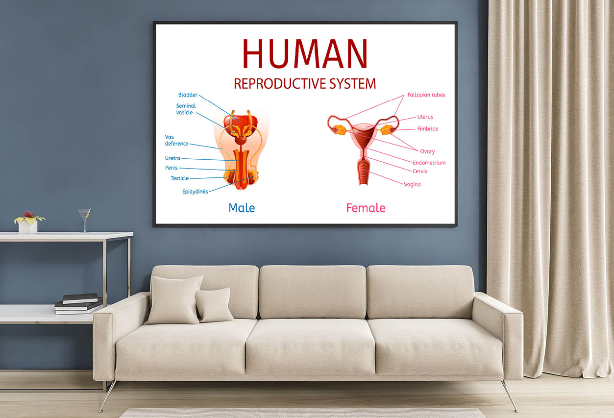 Male & Female Genitals, Labelled Components Home Decor Premium Quality Poster Print Choose Your Sizes