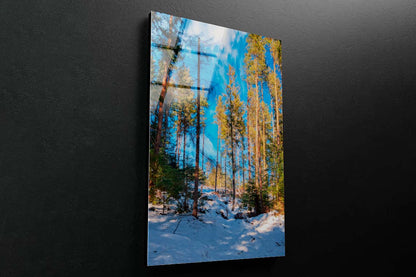 A Sunny Winter Forest Acrylic Glass Print Tempered Glass Wall Art 100% Made in Australia Ready to Hang