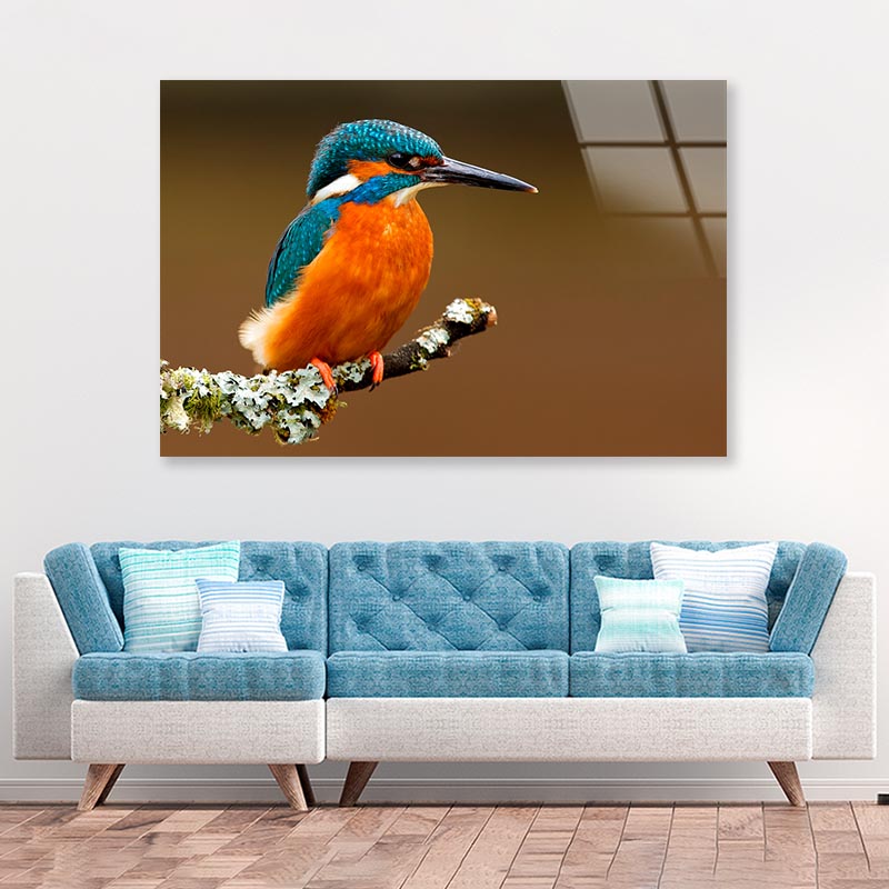 Brightly Colored Kingfisher on A Lichen Cover Branch Isolated on A Natural Brown Background Acrylic Glass Print Tempered Glass Wall Art 100% Made in Australia Ready to Hang