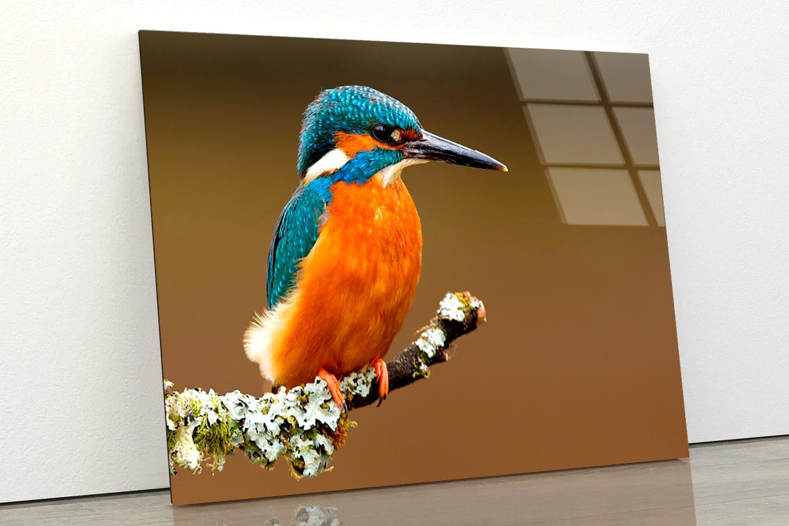 Brightly Colored Kingfisher on A Lichen Cover Branch Isolated on A Natural Brown Background Acrylic Glass Print Tempered Glass Wall Art 100% Made in Australia Ready to Hang