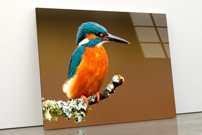 Brightly Colored Kingfisher on A Lichen Cover Branch Isolated on A Natural Brown Background Acrylic Glass Print Tempered Glass Wall Art 100% Made in Australia Ready to Hang