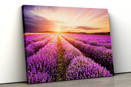 Lavender Field Sunset UV Direct Aluminum Print Australian Made Quality