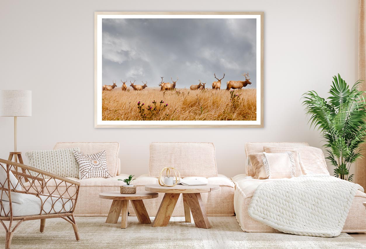 Herd of Wild Bull Elk with Antlers in California Home Decor Premium Quality Poster Print Choose Your Sizes