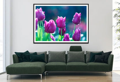 A Group of Lady Tulip Flowers Blooming Home Decor Premium Quality Poster Print Choose Your Sizes