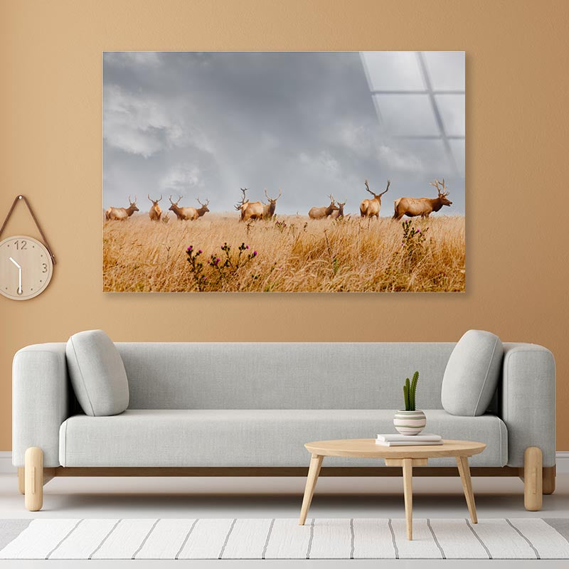 Herd of Wild Bull Elk with Antlers in California Acrylic Glass Print Tempered Glass Wall Art 100% Made in Australia Ready to Hang